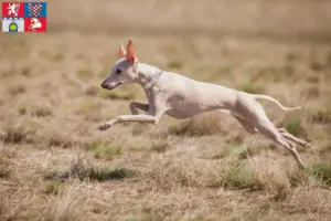 Mehr über den Artikel erfahren Italienisches Windspiel Züchter und Welpen in Pardubice