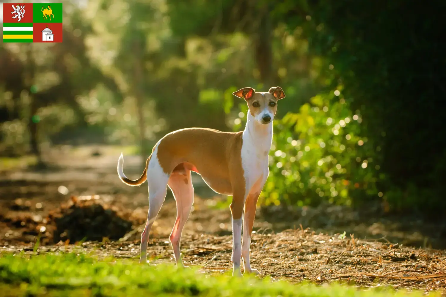 Italienisches Windspiel Welpen und Züchter Pilsen Hier findest Du Italienische Windspiele Züchter in Pilsen.