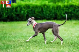 Mehr über den Artikel erfahren Italienisches Windspiel Züchter und Welpen in Südböhmen