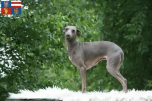 Mehr über den Artikel erfahren Italienisches Windspiel Züchter und Welpen in Südmähren