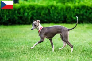 Mehr über den Artikel erfahren Italienisches Windspiel Züchter und Welpen in Tschechien