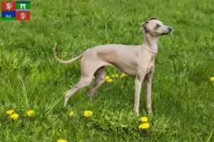 Mehr über den Artikel erfahren Italienisches Windspiel Züchter und Welpen in Ústí
