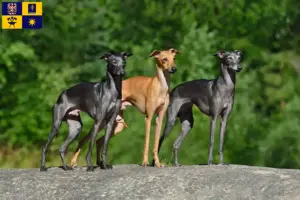 Mehr über den Artikel erfahren Italienisches Windspiel Züchter und Welpen in Zlín