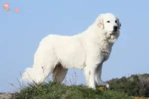 Mehr über den Artikel erfahren Pyrenäenberghund Züchter und Welpen in Hovedstaden