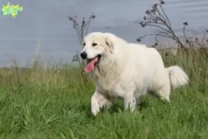 Mehr über den Artikel erfahren Pyrenäenberghund Züchter und Welpen in Midtjylland