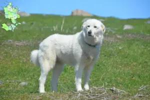 Mehr über den Artikel erfahren Pyrenäenberghund Züchter und Welpen in Sjælland