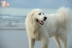 Mehr über den Artikel erfahren Pyrenäenberghund Züchter und Welpen in Syddanmark