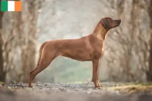 Mehr über den Artikel erfahren Rhodesian Ridgeback Züchter und Welpen in Irland