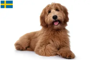 Mehr über den Artikel erfahren Australian Cobberdog Züchter und Welpen in Schweden