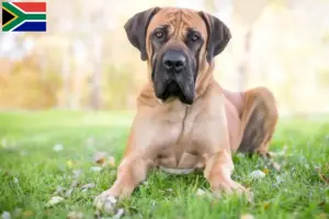 Mehr über den Artikel erfahren Boerboel Züchter und Welpen in Südafrika