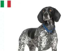 Mehr über den Artikel erfahren Braque d’Auvergne Züchter und Welpen in Italien