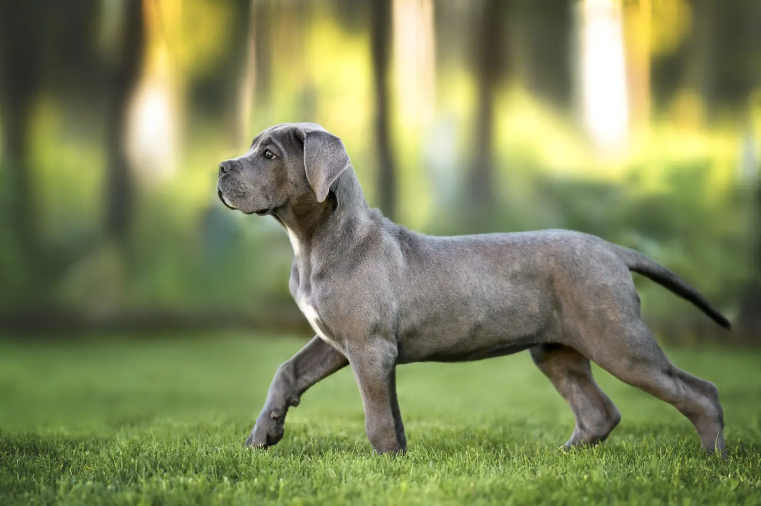 Einen Cane Corso Italiano Welpen zu kaufen, bedeutet Verantwortung zu übernehmen! Cane Corso Italiano Welpen kaufen.