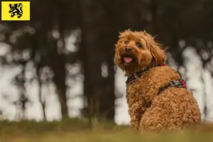 Mehr über den Artikel erfahren Cavoodle Züchter und Welpen in Flandern