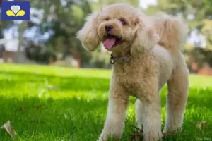 Mehr über den Artikel erfahren Cavoodle Züchter und Welpen in der Region Brüssel-Hauptstadt