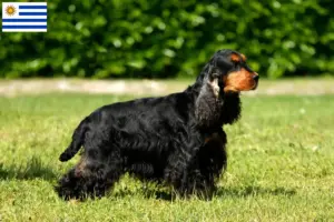 Mehr über den Artikel erfahren English Cocker Spaniel Züchter und Welpen in Uruguay