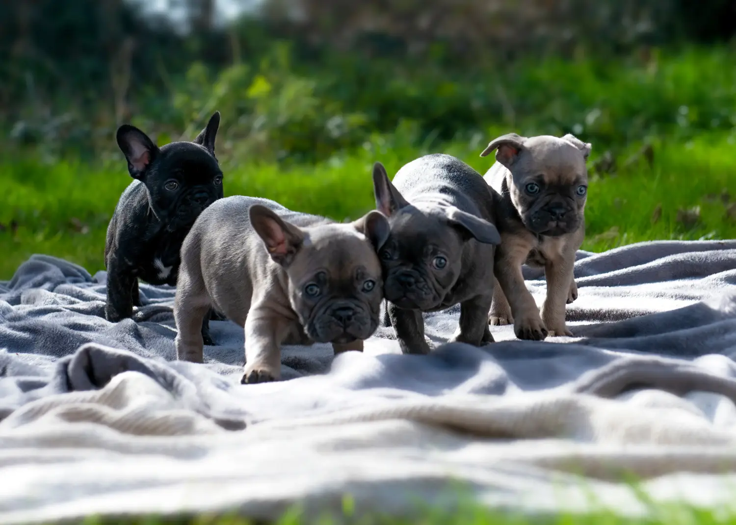 Einen Französische Bulldogge Welpen zu kaufen, bedeutet Verantwortung zu übernehmen! Französische Bulldogge Welpen kaufen.