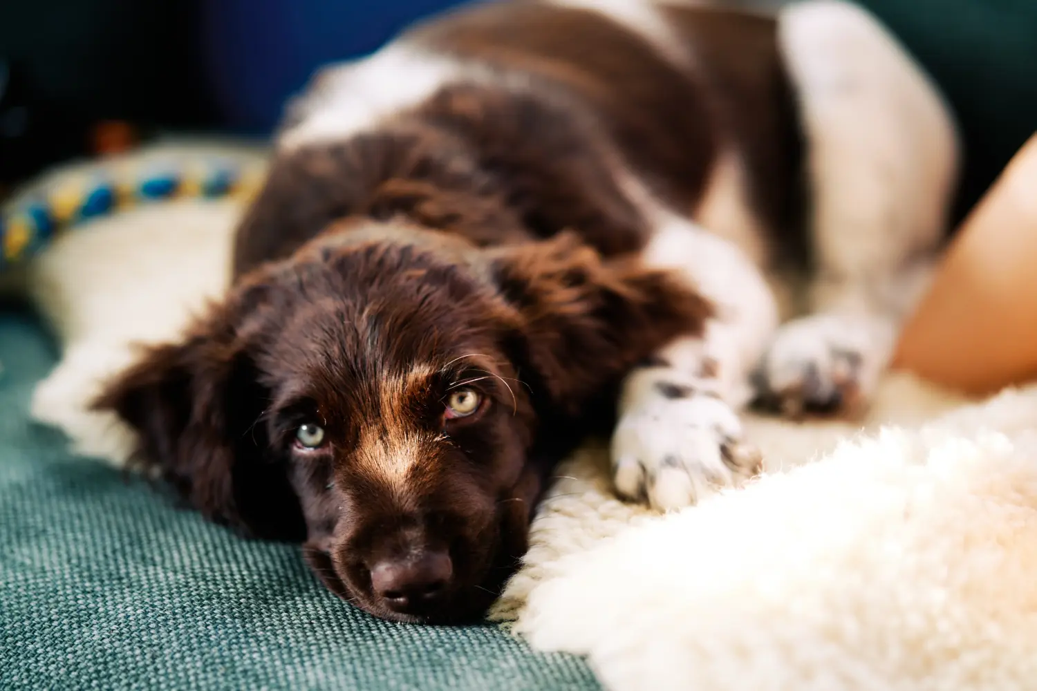 Einen Kleinen Münsterländer Welpen zu kaufen, bedeutet Verantwortung zu übernehmen! Kleiner Münsterländer Welpen kaufen.