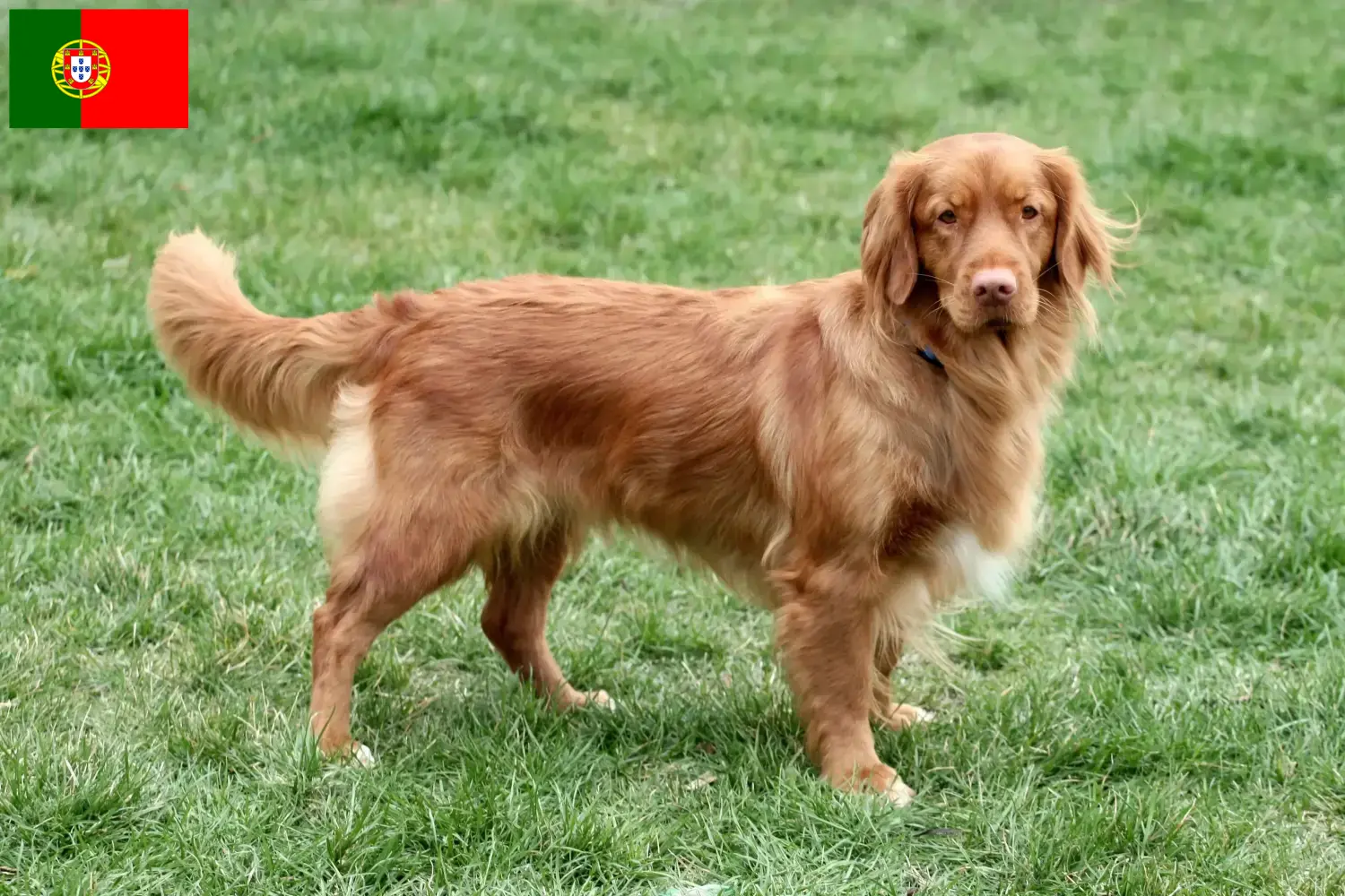 Nova Scotia Duck Tolling Retriever Welpen und Züchter Portugal Hier findest Du Nova Scotia Duck Tolling Retriever Züchter in Portugal.