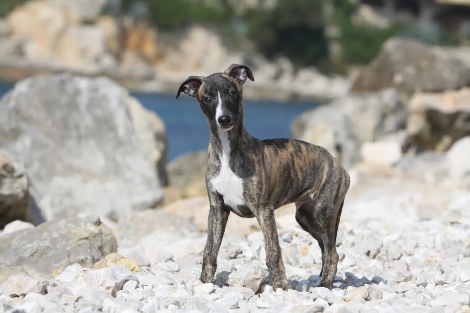 Einen Whippet Welpen zu kaufen, bedeutet Verantwortung zu übernehmen! Whippet Welpen kaufen.