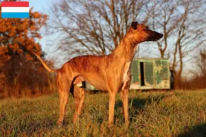 Mehr über den Artikel erfahren Whippet Züchter und Welpen in Luxemburg